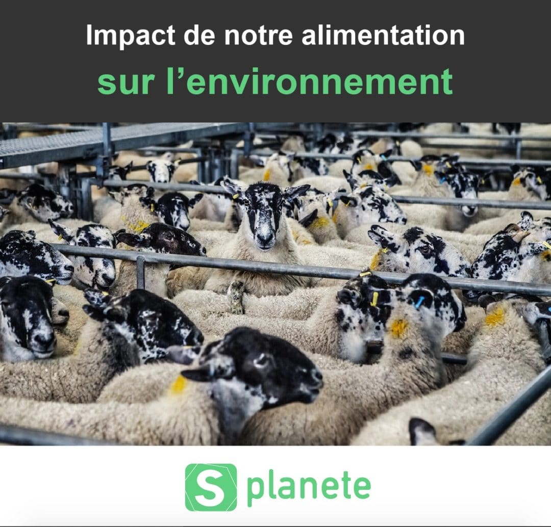 Impact De Notre Alimentation Sur L'environnement - Smart Planete